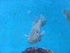 goby2.jpg