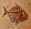 Aipichthys minor cu.jpg