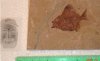 Pycnosteroides sp..jpg