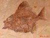 Pycnosteroides sp. cu.jpg