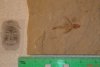 Exocoetoides minor.jpg
