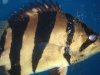fish 3 037.jpg