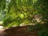 longwood tree.jpg