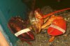 twotonelobster11.jpg