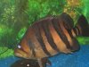 Large Indo Datnioide pic1.jpg