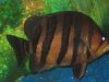 Large Indo Datnioide pic2.jpg