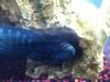ImageUploadedByMonsterAquariaNetwork1356384683.017931.jpg
