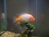 fish 0004.jpg