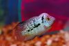 fwflowerhorn1342705241.jpeg fwflowerhorn1342705241.jpeg