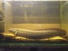 lungfish2.jpg