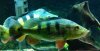 ImageUploadedByMonsterAquariaNetwork1356762173.893789.jpg