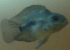 ImageUploadedByMonsterAquariaNetwork1356802427.024693.jpg