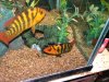 Festae Pair 076.JPG
