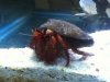 ImageUploadedByMonsterAquariaNetwork1357071947.609577.jpg