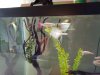 pinktail3.jpg