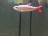 pinktail2.jpg