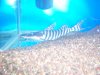 101_2606.JPG