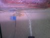 Golden High Back Arowana (2).JPG