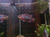 jan 2013 sale 004.JPG