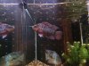 jan 2013 sale 003.JPG