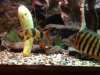 gray and reg clown loach.JPG gray and reg clown loach.JPG