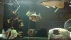 Sell_Fishes_zpse9407799.jpg Sell_Fishes_zpse9407799.jpg