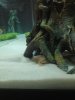 Bichir.jpg