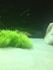 Bichir2.jpg