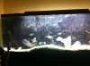 ImageUploadedByMonsterAquariaNetwork1357695310.005124.jpg ImageUploadedByMonsterAquariaNetwork1357695310.005124.jpg