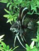 angelfish2.jpg