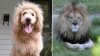 lion.jpg