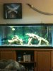 ImageUploadedByMonsterAquariaNetwork1358002018.094920.jpg