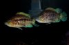 IMG_5033Cichlids13Cichlids13.JPG