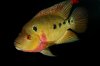 IMG_5345Cichlids13.JPG