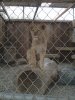 ImageUploadedByMonsterAquariaNetwork1358114903.951686.jpg
