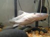 ImageUploadedByMonsterAquariaNetwork1358275504.868476.jpg ImageUploadedByMonsterAquariaNetwork1358275504.868476.jpg
