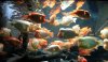 ImageUploadedByMonsterAquariaNetwork1358375452.031378.jpg