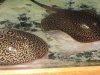 IMG_1214.JPG