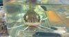 ImageUploadedByMonsterAquariaNetwork1358473828.827891.jpg