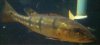 ImageUploadedByMonsterAquariaNetwork1358663975.341493.jpg