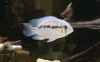DSC00208a.gif