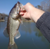 2013bass1.png