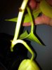 ImageUploadedByMonsterAquariaNetwork1358902595.914229.jpg