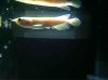 ImageUploadedByMonsterAquariaNetwork1359045534.570728.jpg