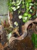 Morning Gecko Vivarium (ZooMEd 18x18x24) 003.JPG