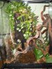 Morning Gecko Vivarium (ZooMEd 18x18x24) 019.JPG