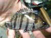 DSC00012.JPG