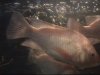 fish 001.jpg