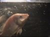 fish 002.jpg