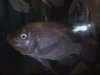 fish 004.jpg fish 004.jpg